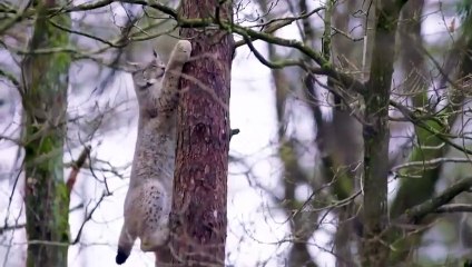 Lynx  Bobcat  Cleverly Hunts The Rabbit