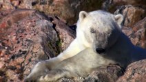 Polar Bear vs Seal and Walruses , The Arctic Wildlife
