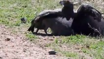 Unbelievable Eagles Attacks   Eagle vs Deer, Goat, Warthog