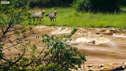 Shani The Leader Gets Swept Away - Can Punda The Stallion Rescue Her