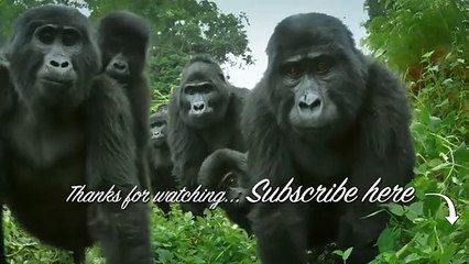 Robot Spy Seal Vs Great White Shark