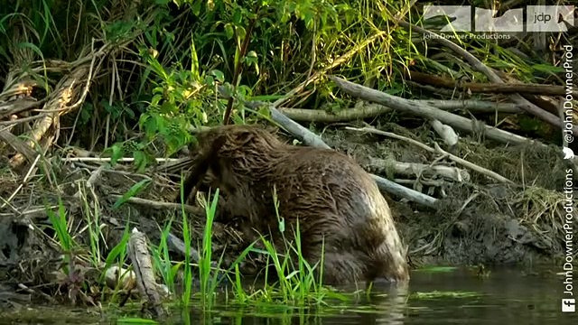 Robotic Spy Beaver & The Beavers Are Beavering Away To Repair The Lodge In Time For Winter!