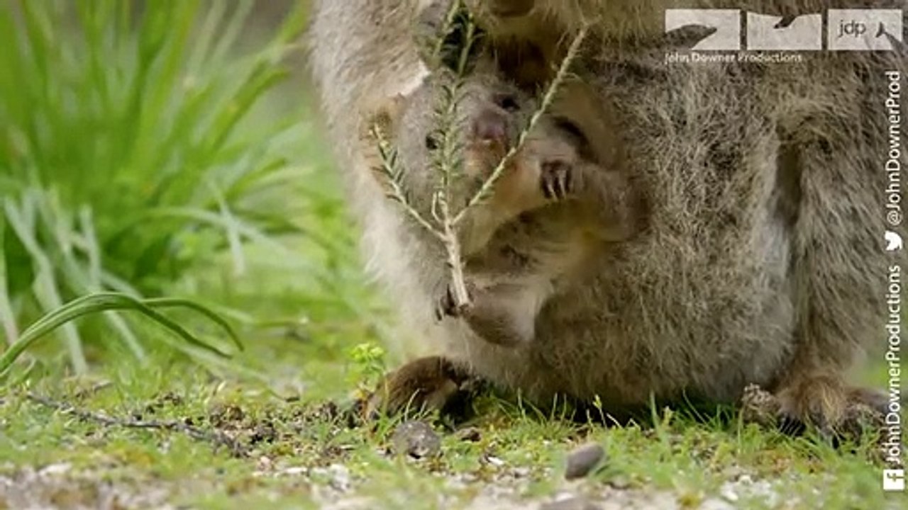 MEET THE QUOKKAS!