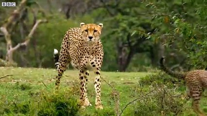Teaching Cheetah Cub To Hunt Is Easier Said Than Done!