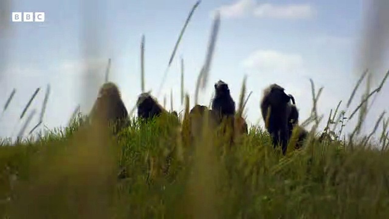 Baboon vs Cheetah