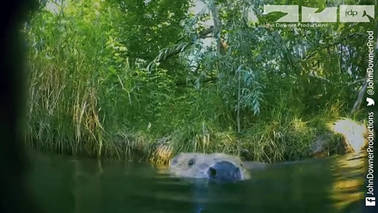 Robotic Spy Beaver Makes Friends With Beaver Family & Little Muskrat too!