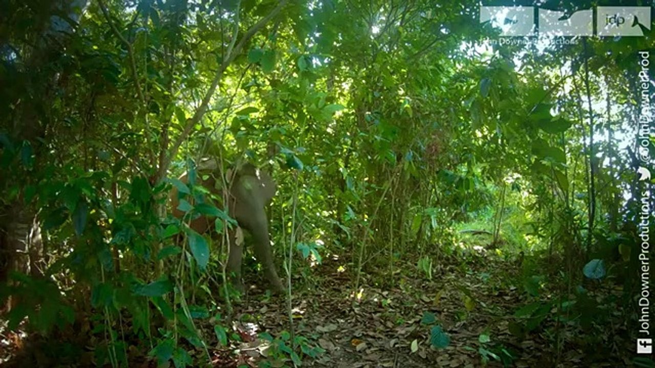 Robot Spy Elephant Takes A Bath With Pygmy Elephants