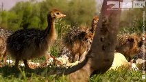Robot Spy Ostrich Chick Joins Real Chicks in Nest