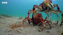 Will Robot Spider Crab Be Able To Protect Crab From Stingray