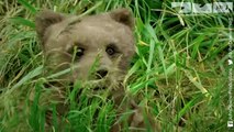 Robotic Spy Bear Goes Fishing With Real Grizzlies. Will He Survive