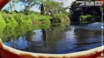 Hippo Spa  - Robotic Spy Hippo Up Close With One of Africa's Most Dangerous Animals!