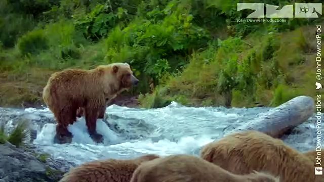 Robot Spy Salmon Joins Spy Bear But Will He Be On The Grizzly Bears' Menu