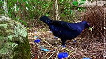Young Male Bower Birds Pretend To Be Female To Steal From Robotic Spy Bird!