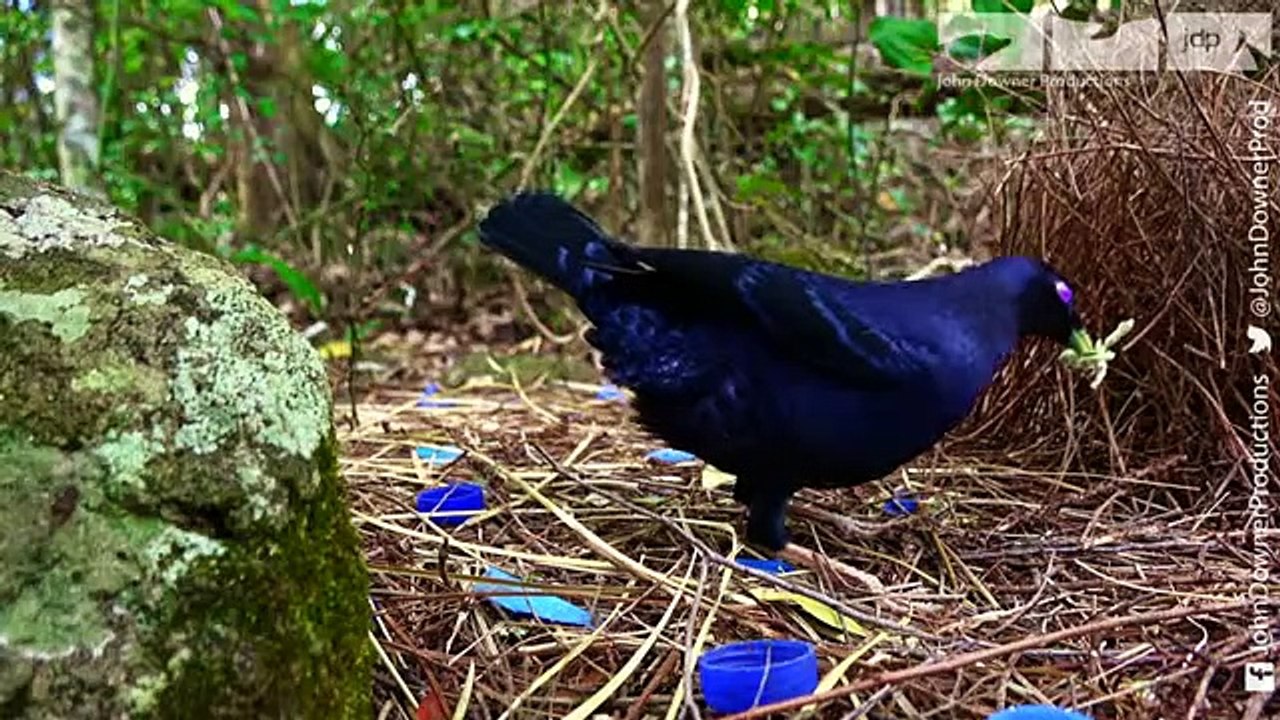 Young Male Bower Birds Pretend To Be Female To Steal From Robotic Spy Bird!
