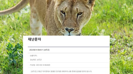 [속보] 경북 고령 동물농장 탈출 암사자 포획 / YTN