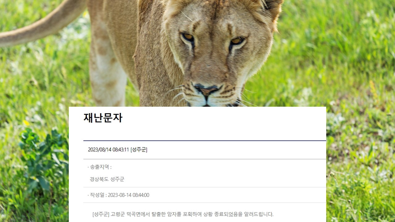 [속보] 경북 고령 동물농장 탈출 암사자 포획 / YTN