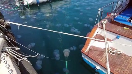 Foça'da denizanası istilası