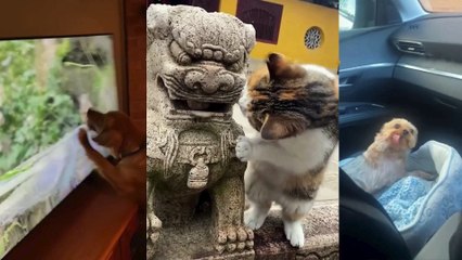 Funny Dogs And Cats Videos 2023-----Best Funniest Animal Videos Of The Day---#129---صور كلاب وقطط مضحكة 2023