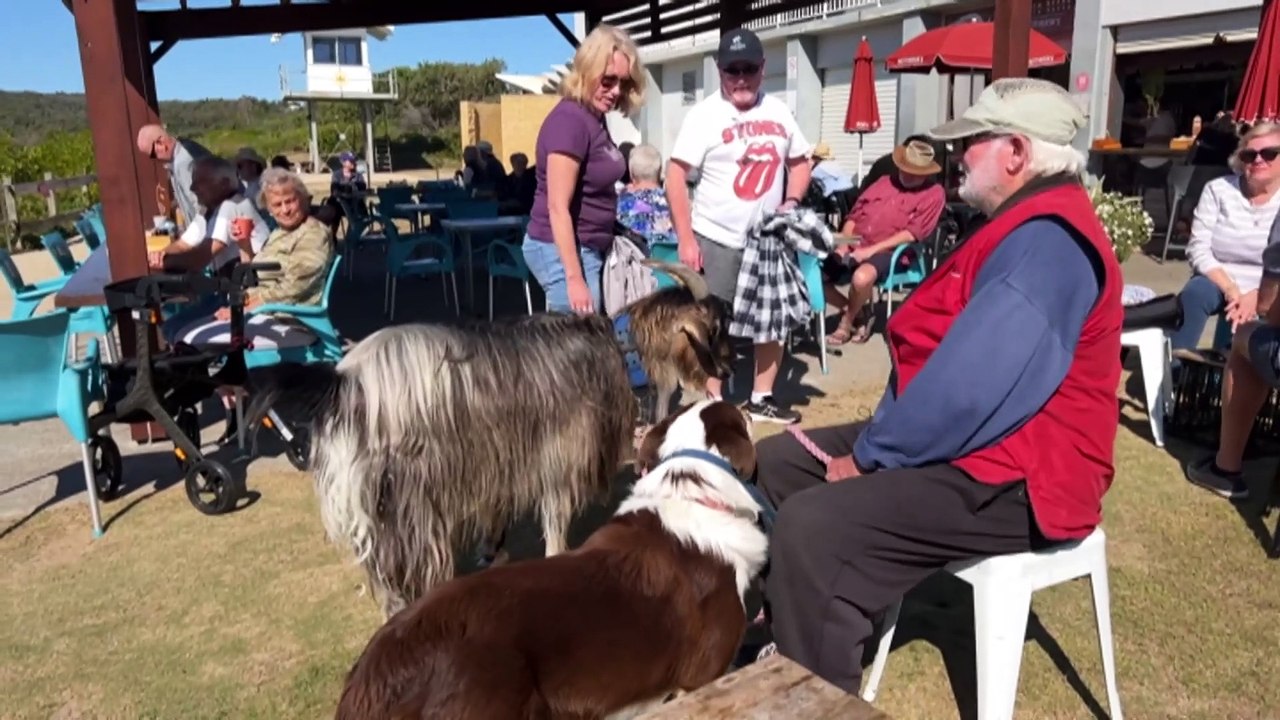 NSW man and his pet goat become regulars at a North Haven local cafe