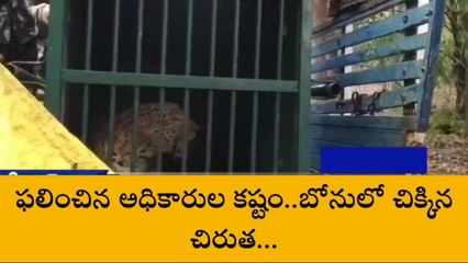 ఎట్టకేలకు చిక్కిన చిరుత పులి