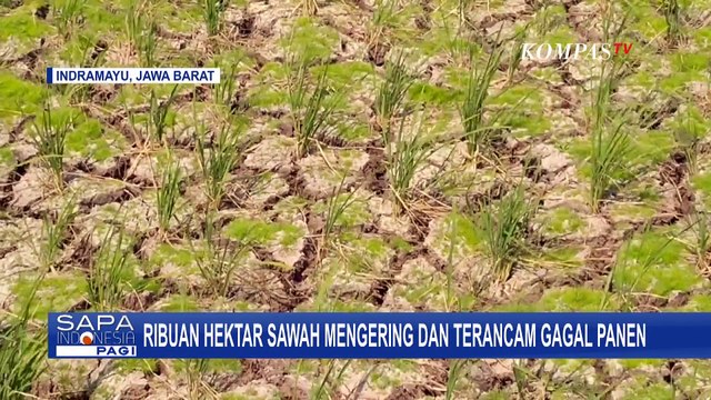 Ribuan Hektar Sawah di Indramayu Mengering, Petani Terancam Gagal Panen!
