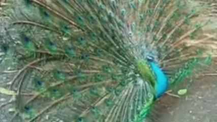 भिण्ड: गोरमी में जारी है मोरों की हत्या, वन विभाग मामले की जांच में जुटा