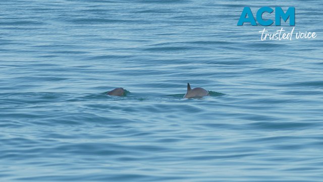 The International Whaling Commission issues first extinction alert in 70-year history