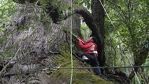 Científicos chinos aseguran haber hallado el árbol más alto de Asia en la región del Tíbet