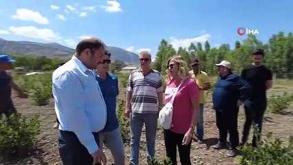 Erzincan'da Aronya Yetiştiriciliği Projesi