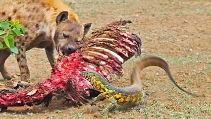 Lizard Protects Zebra Meal by Slapping Hyena in the Face with Its Tail