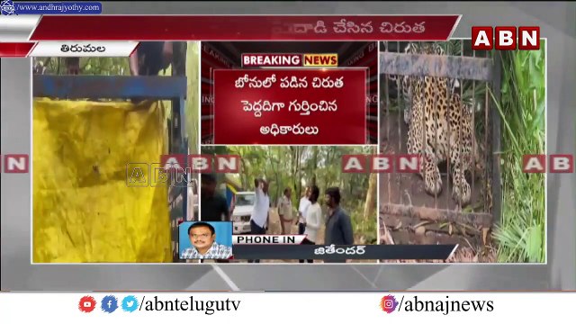 అదే చిరుత_.. అడివిలో వదిలేదే లేదు _ Tirumala Leopard Trapped in Cage _ ABN Telugu-Segment 1