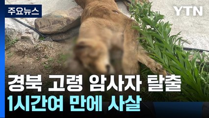 1시간 만에 끝난 경북 고령 '암사자 탈출' 소동 / YTN
