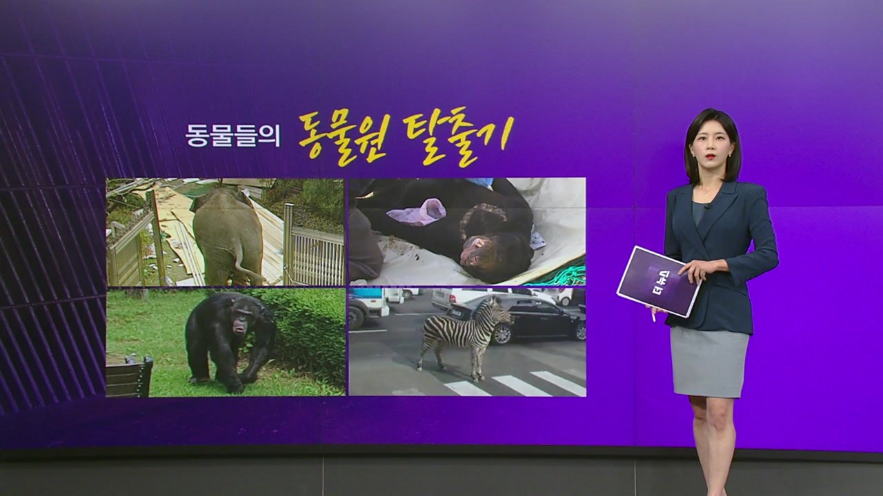 동물들의 동물원 탈출기..."가둬두는 동물원 문화 고민 필요해" [앵커리포트] / YTN