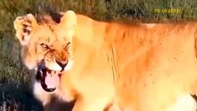 55.Death Bite! Belligerent Lion Is Bitten Mouth Off By Giant Crocodile While Trying