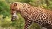 So Sad. A terrifying and pitiful moment for a monkey.Angry Monkeys Attack Leopard To Rescue Teammate