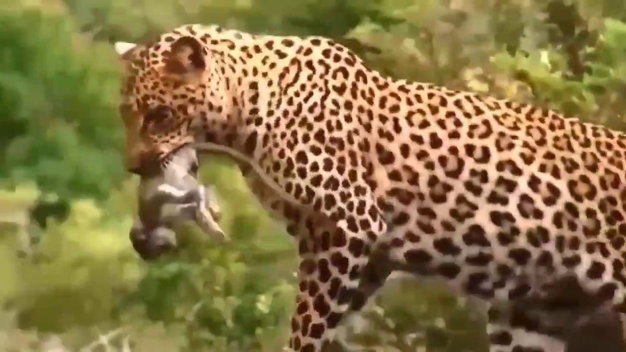 So Sad. A terrifying and pitiful moment for a monkey.Angry Monkeys Attack Leopard To Rescue Teammate