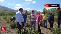 Erzincan’da ilaç ve gıda sanayisinde kullanılan aronya yetiştirilmeye başlandı