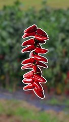 Le piment d'Espelette ne vient pas du pays Basque ?!