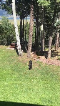 3-Legged Mama and Her Cubs