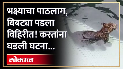 बिबट्या पडला विहिरीत नाशिकच्या सुरगाणा तालुक्यातील काठीपाडा गावात घटना..