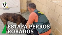 Estafador de perros robados es detenido en Ceutí (Murcia)