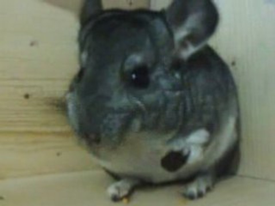 Intching powder in rosehips