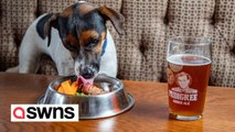 Britain's best pub for dogs has a library of sticks and two menus just for dogs