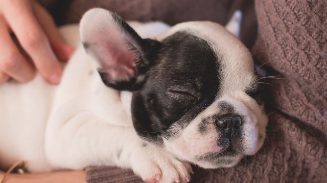 Survey finds the most common pet-related myths pet parents still believe