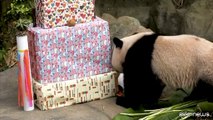 A Singapore festa per i due anni del panda gigante Le Le