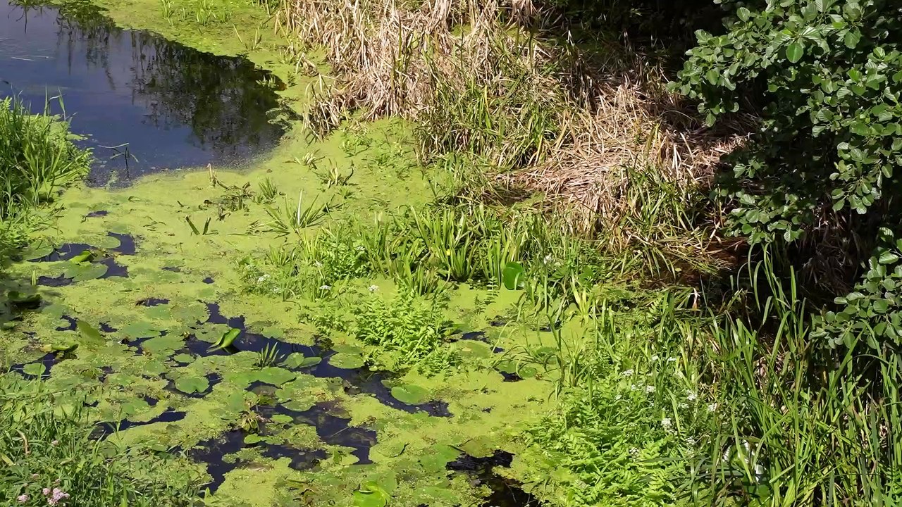 Gazeta Lubuska. Kłodawa. Santoczna zarasta, a mogłaby być atrakcją. Czy uda się to zmienić?