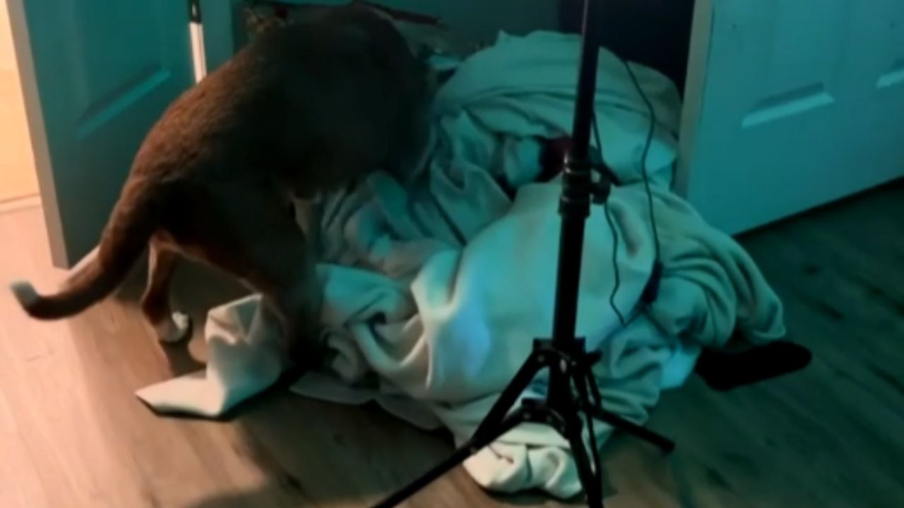 Crazy dog pees on the sheets when mad at its owner *Hilarious Dog Antics*