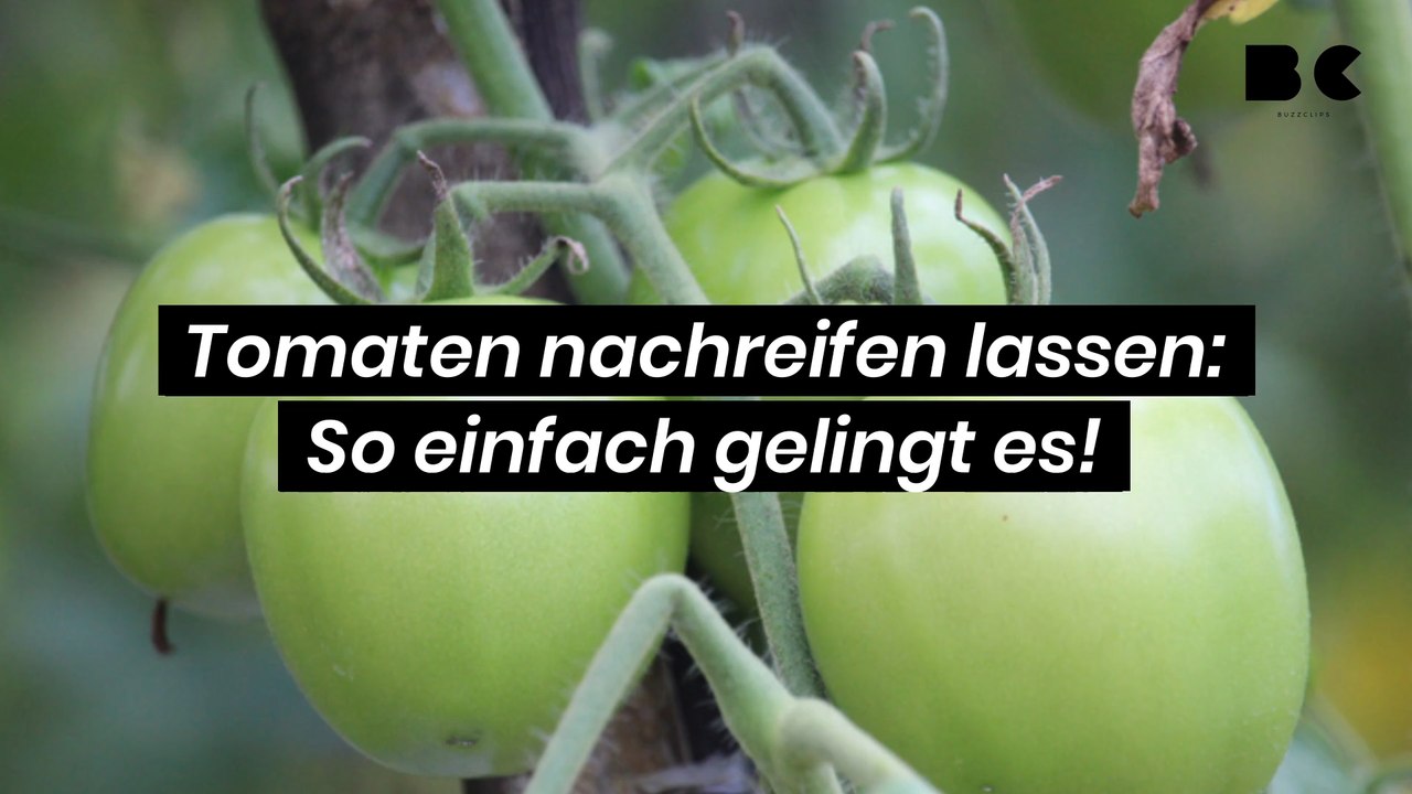 Tomaten nachreifen lassen: So einfach gelingt es!