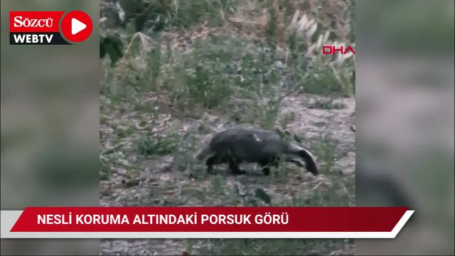 Nesli koruma altındaki porsuk, cep telefonuyla görüntülendi