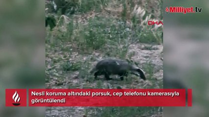 Nesli koruma altında... Cep telefonu kamerasıyla görüntülendi